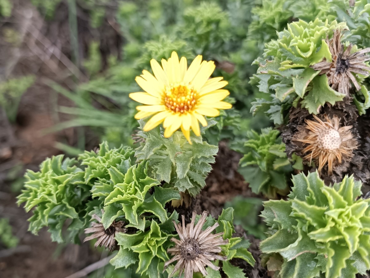 #2 Bright Comet of 5&nbsp;BC