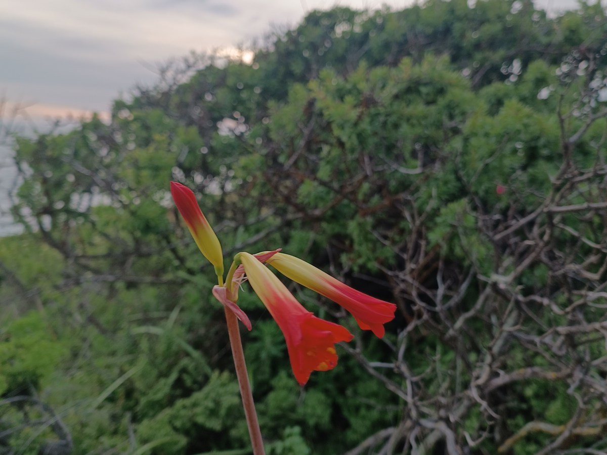 #7 The Lamb of&nbsp;God