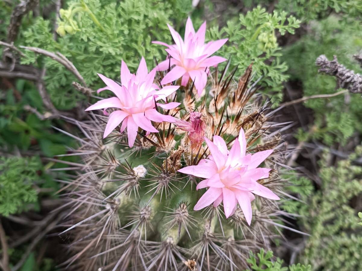 #8 Long Delay in Jerusalem for Wise&nbsp;Men