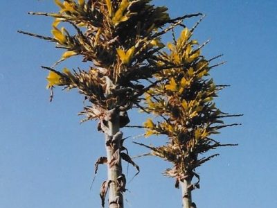 #9 Comets Point Down and Recede&nbsp;Away